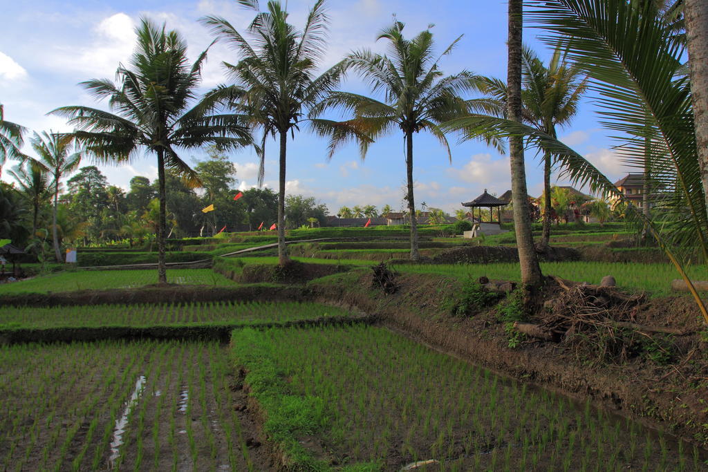 Dewa House Bisma Hotel Ubud Exterior foto